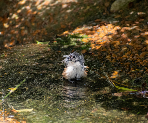 Tufted Titmouse Bird Birdbath