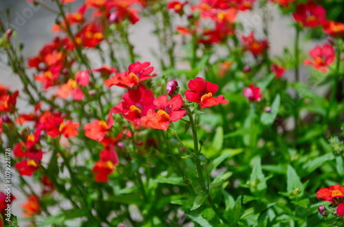 Blood Orange Nemesia in full bloom