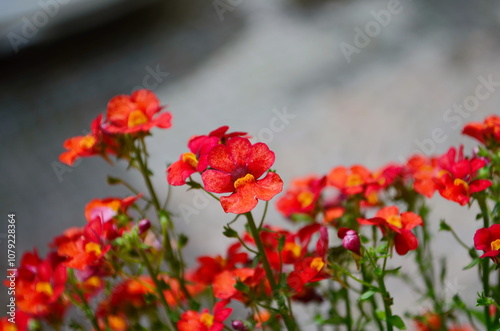 Blood Orange Nemesia in full bloom