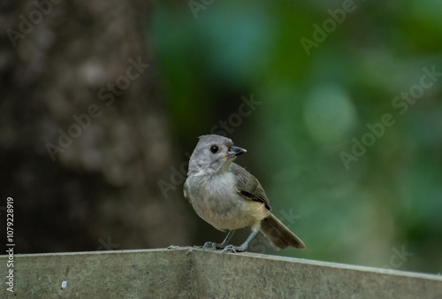 Tufted Titmouse Bird
