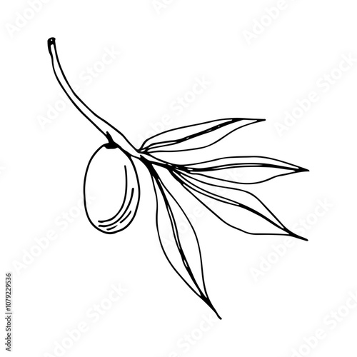 Olive branches graphics vector. Isolated on a white background. Olives hand-drawn, vector graphics. Monochrome olive branches.