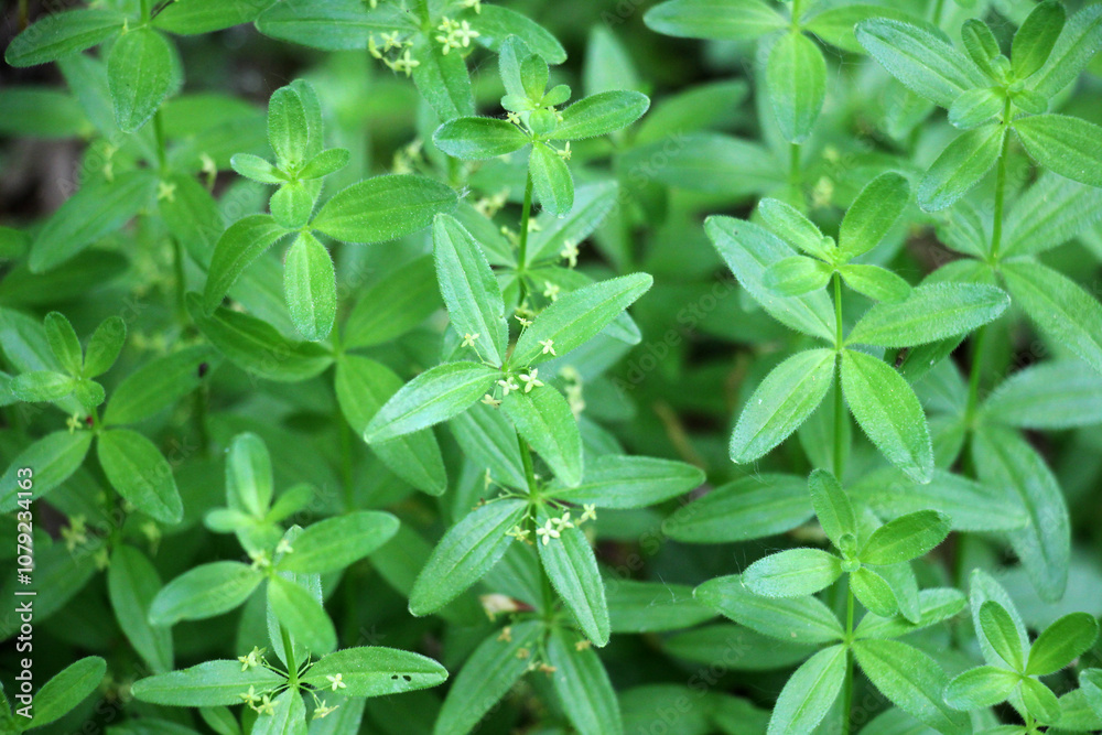 Cruciata glabra grows in the forest in spring