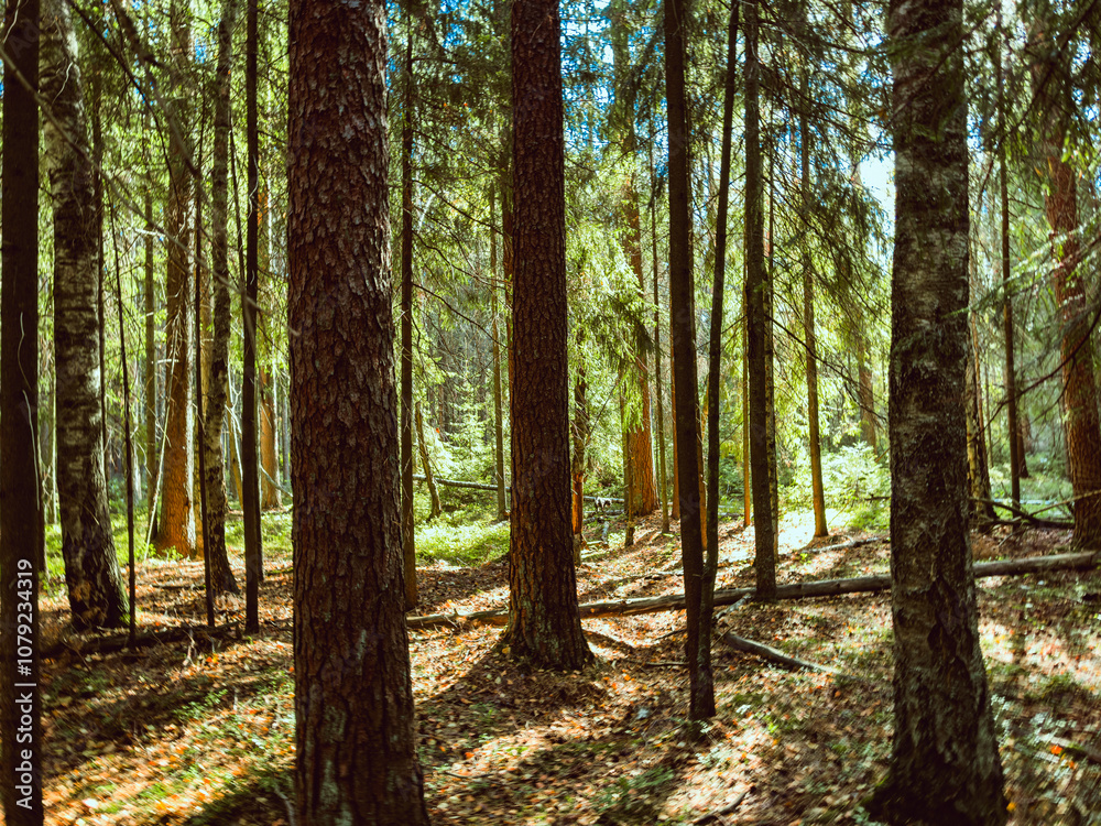 Naklejka premium Aspen Golden Forest Trail Fall Season. High quality photo