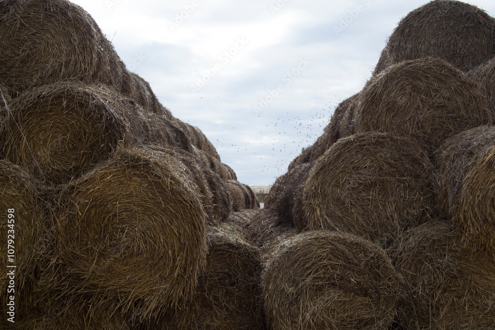 Stacked hay bales.Dry straw pressed into individual straw bales. Pile of straw bales. Stacked hay bales.Dry straw pressed into individual straw bales. Pile of straw bales.