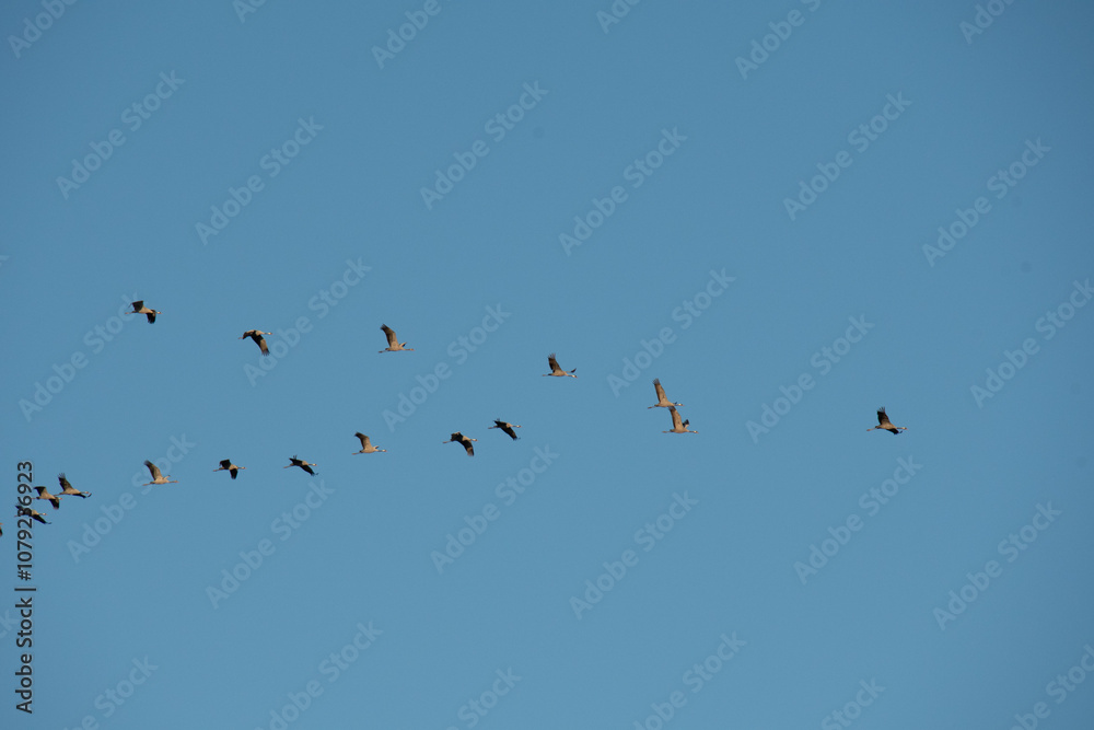 Fototapeta premium Vol de grues cendrées vers le Lac du Der