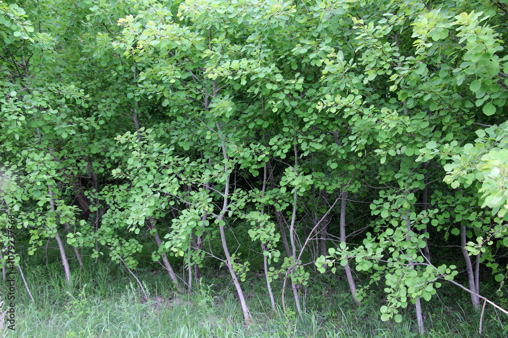 Aspen (Populus tremula) grows in nature Aspen (Populus tremula) grows in nature