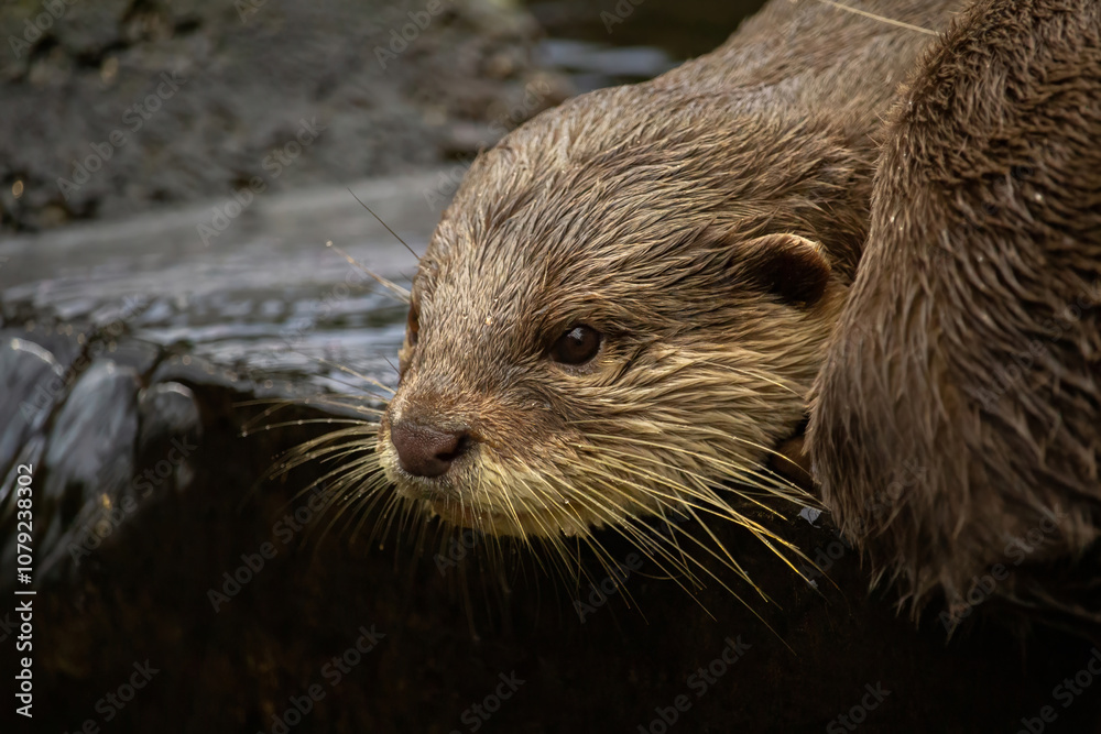 A pair of Oriental Short-Clawed Otters cuddling A pair of Oriental Short-Clawed Otters cuddling