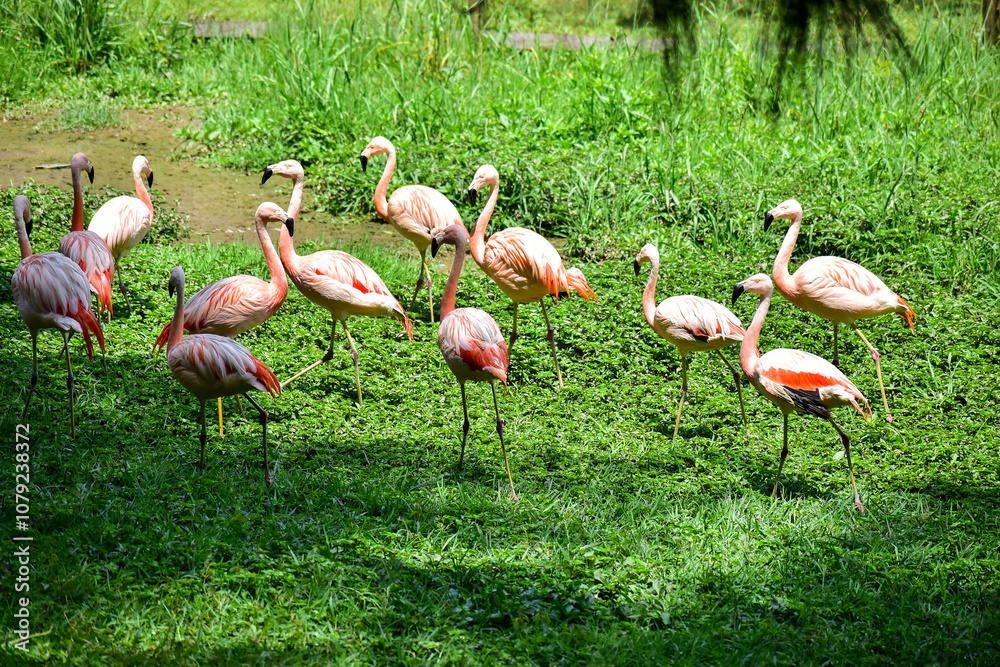 Photo of group of pink flamingos in zoo Photo of group of pink flamingos in zoo