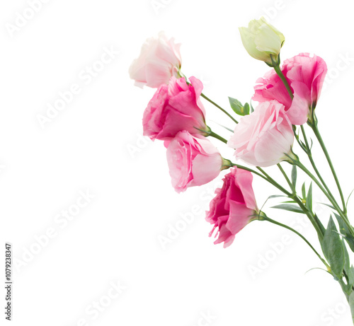 Close up of  pink eustoma flowers