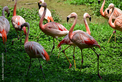 Photo of group of pink flamingos in zoo