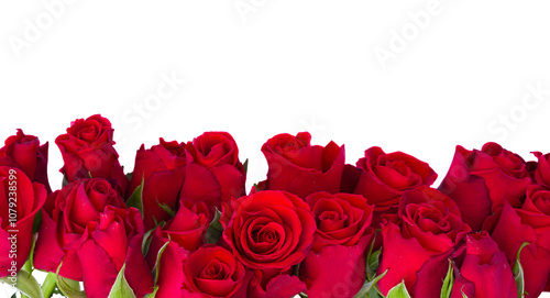 Wallpaper Mural border of fresh red  garden roses Torontodigital.ca