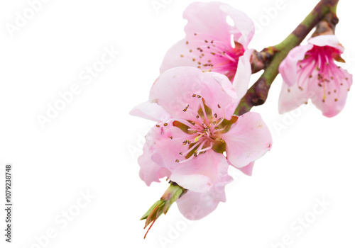 Cherry tree twig