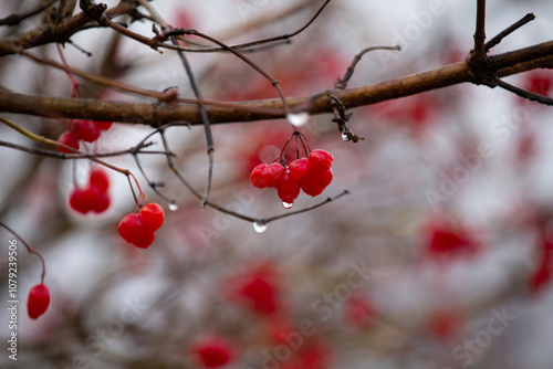 Viburnum viburnum opulus berries and leaves outdoor in autumn fall.