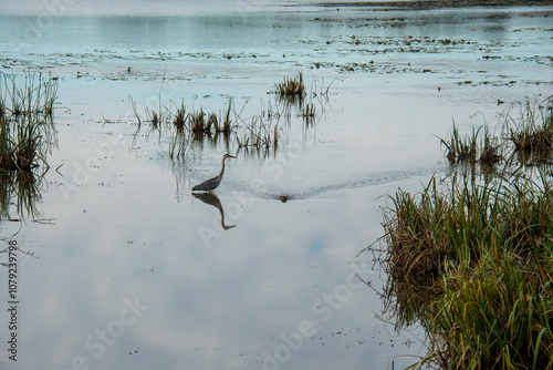 Héron cendré au lac du Der, laisse passer un ragondin photo