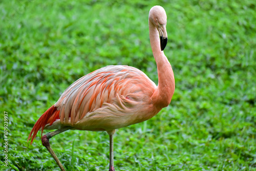 Photo of pink flamingo in zoo