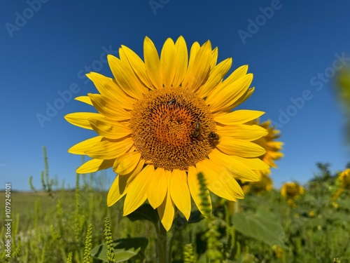 Sunflower 