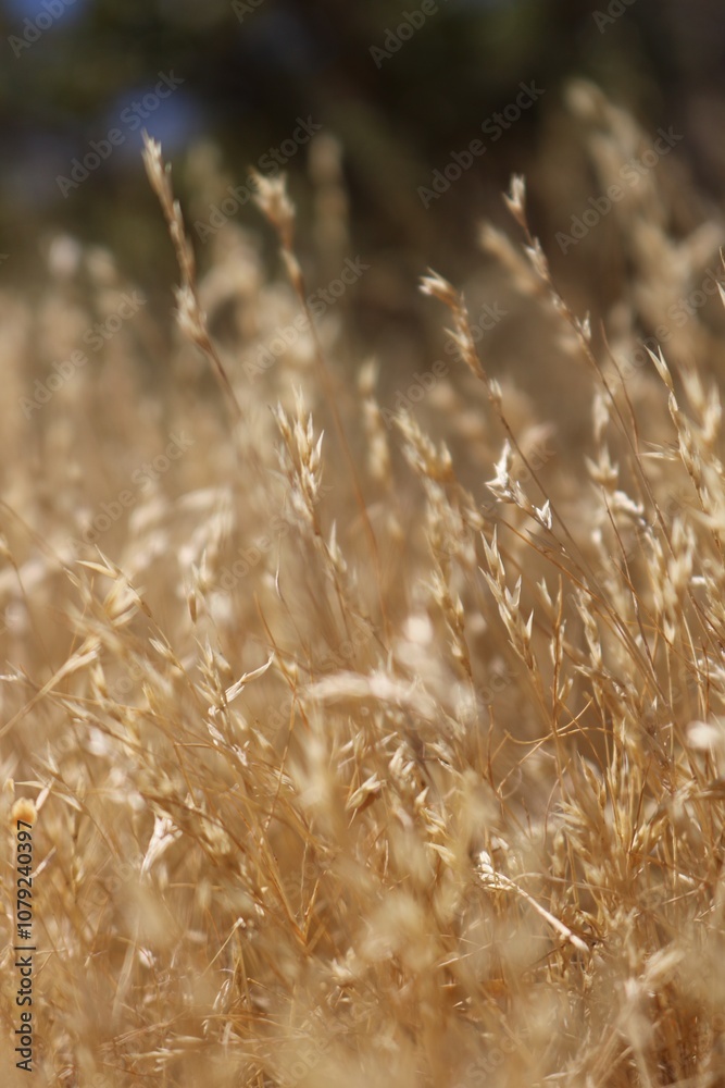 Fototapeta premium Plants in the Arizona Desert