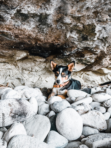 Wallpaper Mural Short-haired dog exploring caves in the mountains of Turkey. High quality photo Torontodigital.ca