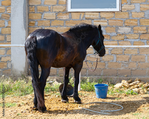 dark brown horse stands in the riding club next to hay and buckets photo