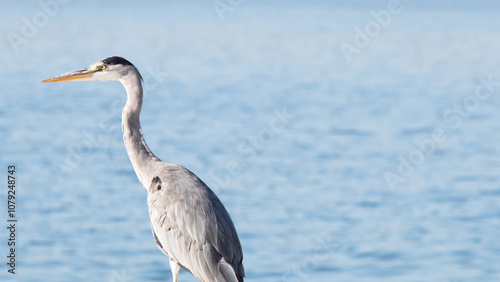 Grey heron (Ardea cinerea). A gray heron standing on the shore looking away on land with the ocean in the background with negative space. Blue sea.