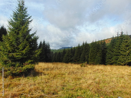 Sunny forest clearing in autumn