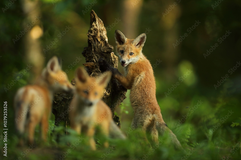Lis rudy, fox, lis (Vulpes vulpes)