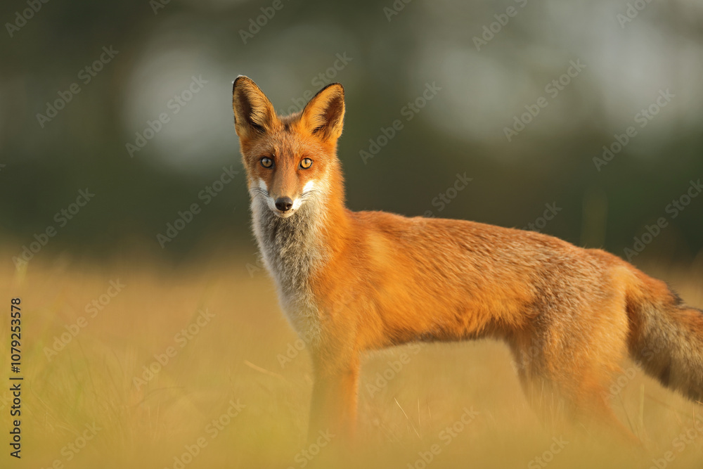 Lis rudy, fox, lis (Vulpes vulpes)