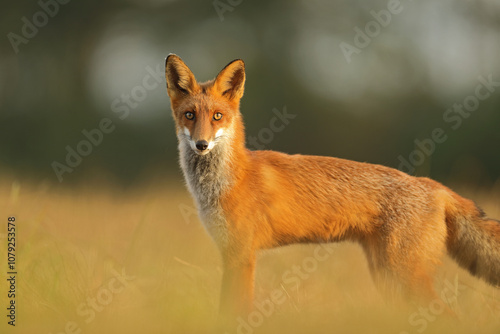 Obraz na płótnie Lis rudy, fox, lis (Vulpes vulpes) w salonie