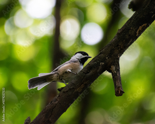Chickadee on a branch