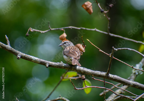 Chipping Sparrow on Branch