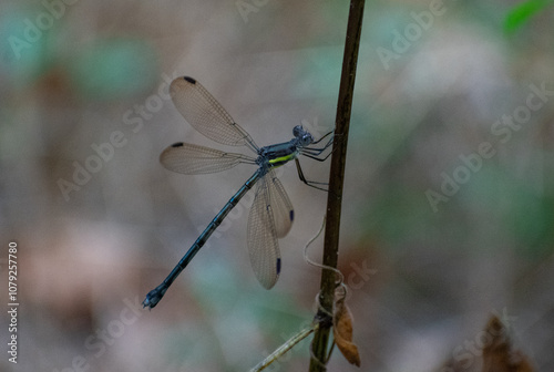 dragonfly resting on a branch