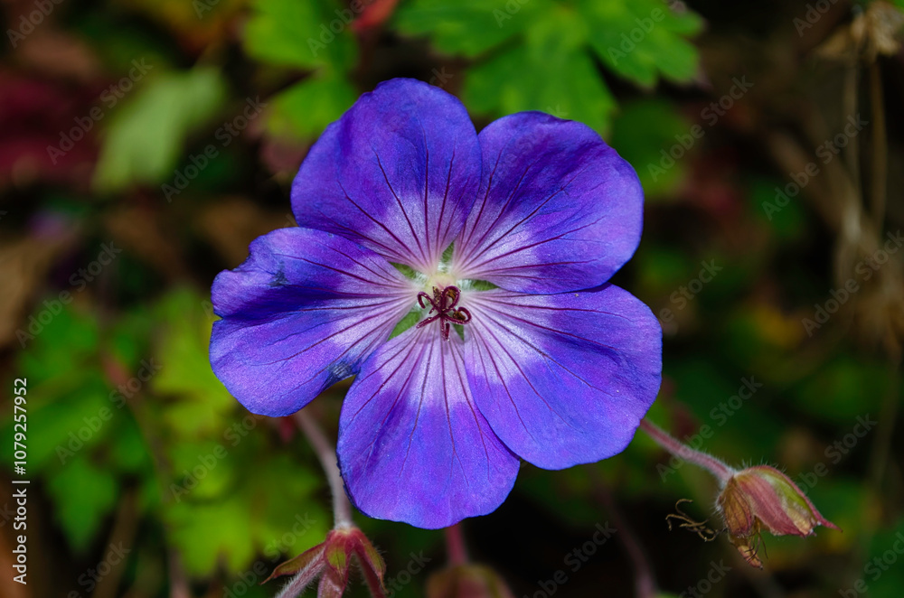 Im Fokus: Eine strahlend violette Blüte Im Fokus: Eine strahlend violette Blüte