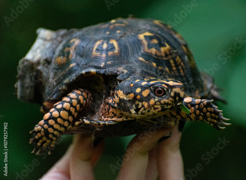 Box Turtle