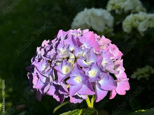 Pink hortensia 