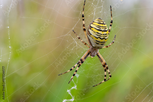 Wespenspinne im Netz photo