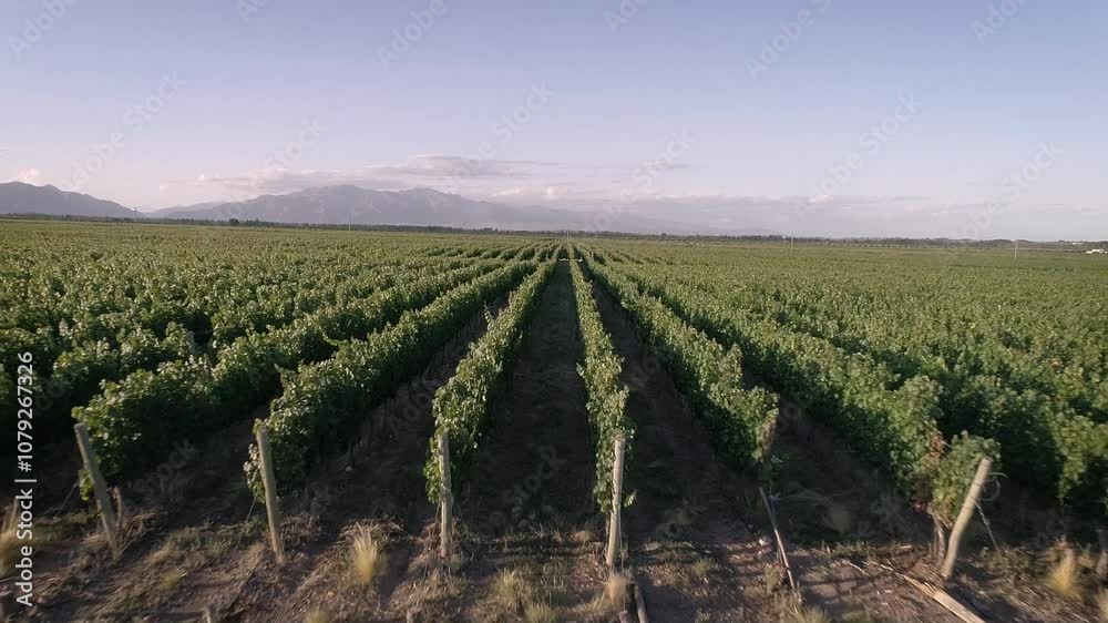 Recorrido viñedo verde desde drone