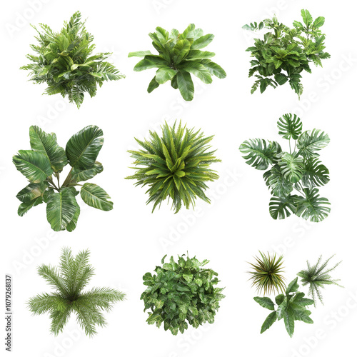 A top view of a diverse collection of tropical plants arranged aesthetically on a clean background, tropical plants bush from above isolated on transparent background