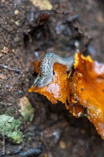 A close-up of a leopard slug sliding and eating an orange mushroom in the forest. photo