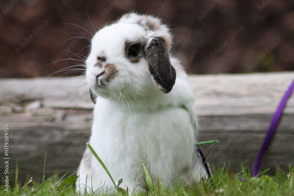 white and brown rabbit 