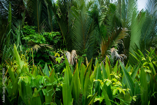 palm trees and green leaves of crinum asiaticum grow in mangrove forests or inland river streams photo