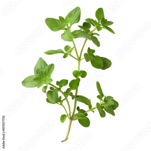 Oregano plant, fresh leaves on transparent or white isolated background.