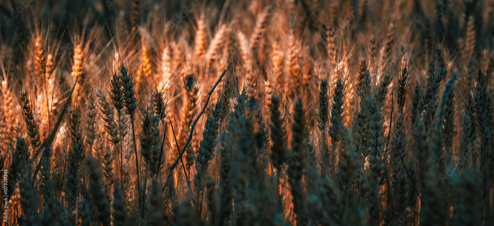 Ripe grain close-up, background. Ripe grain close-up, background.