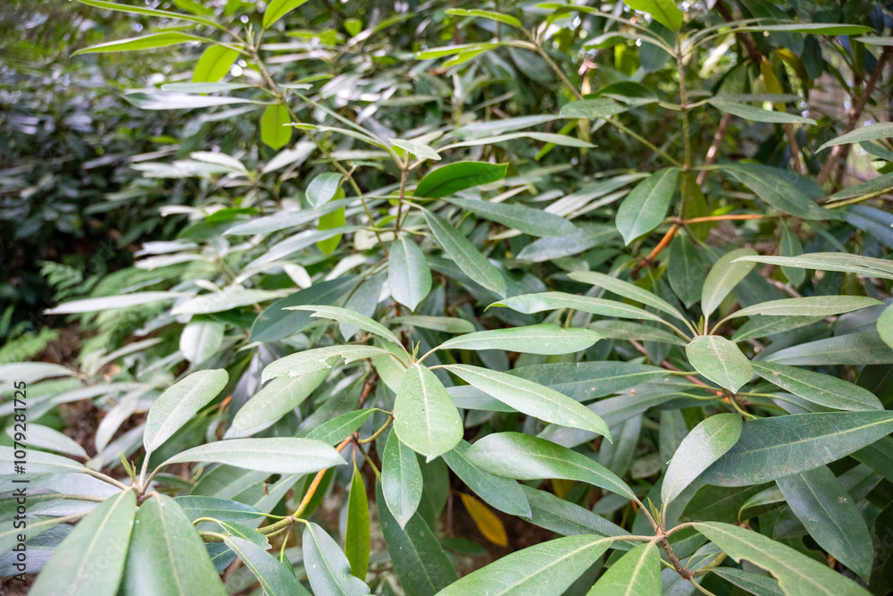 Obraz premium green leaves background