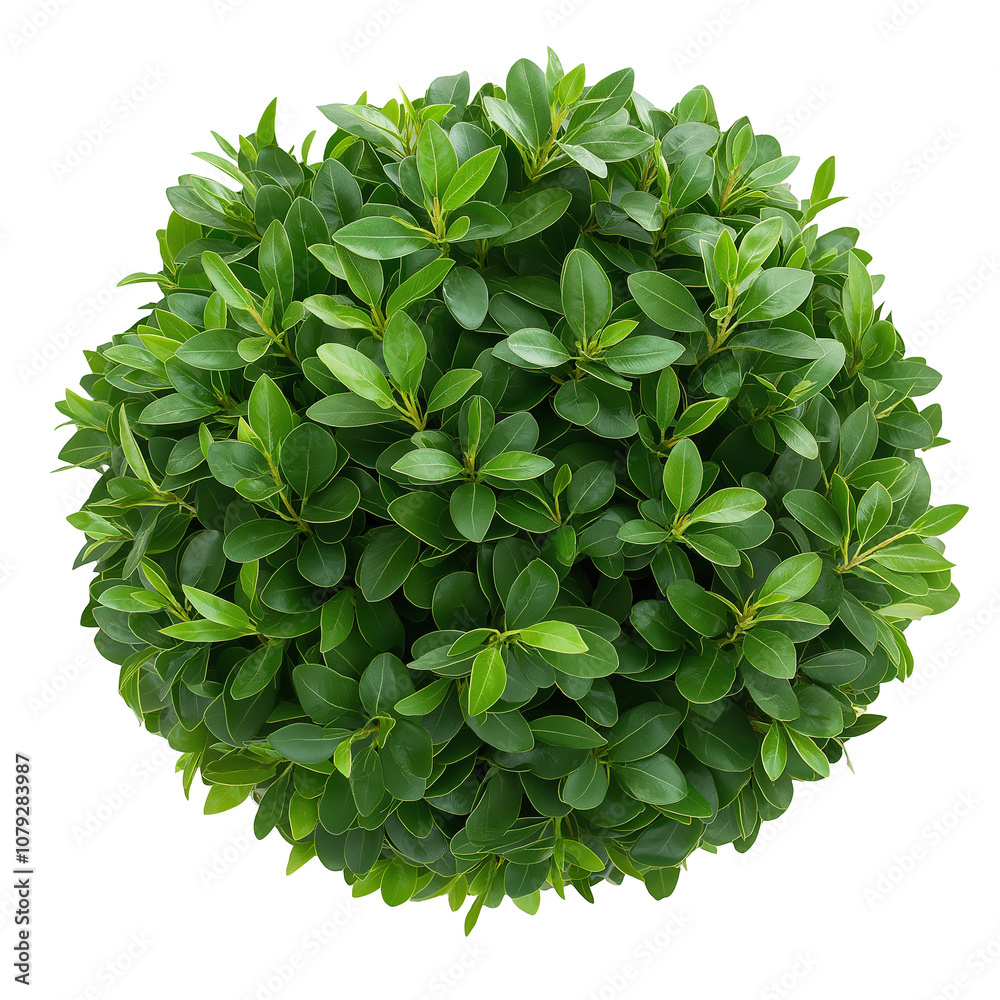 Fototapeta premium Vibrant Green Foliage