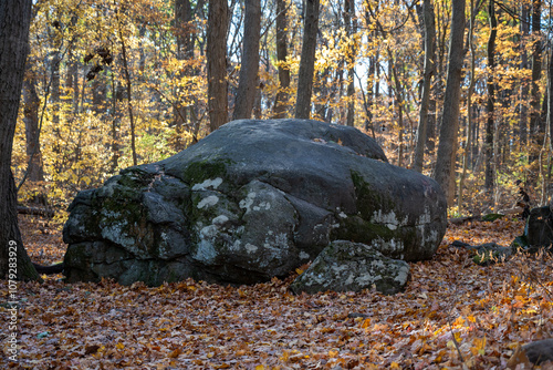 rocks in the forest