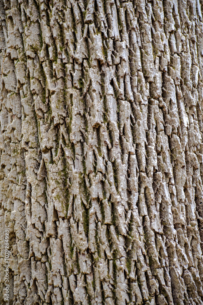 Obraz premium bark of a tree