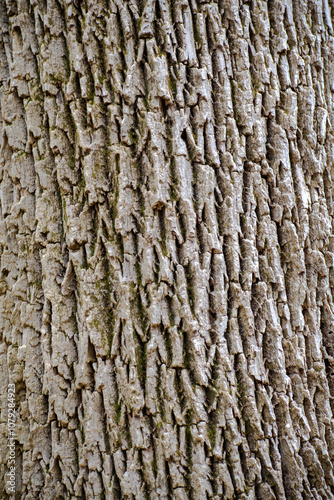 bark of a tree