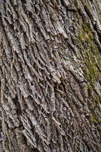 Bark of a tree