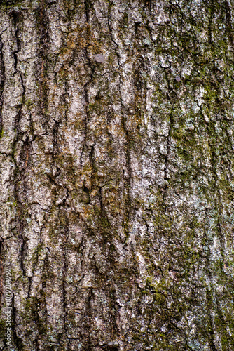 bark of a tree