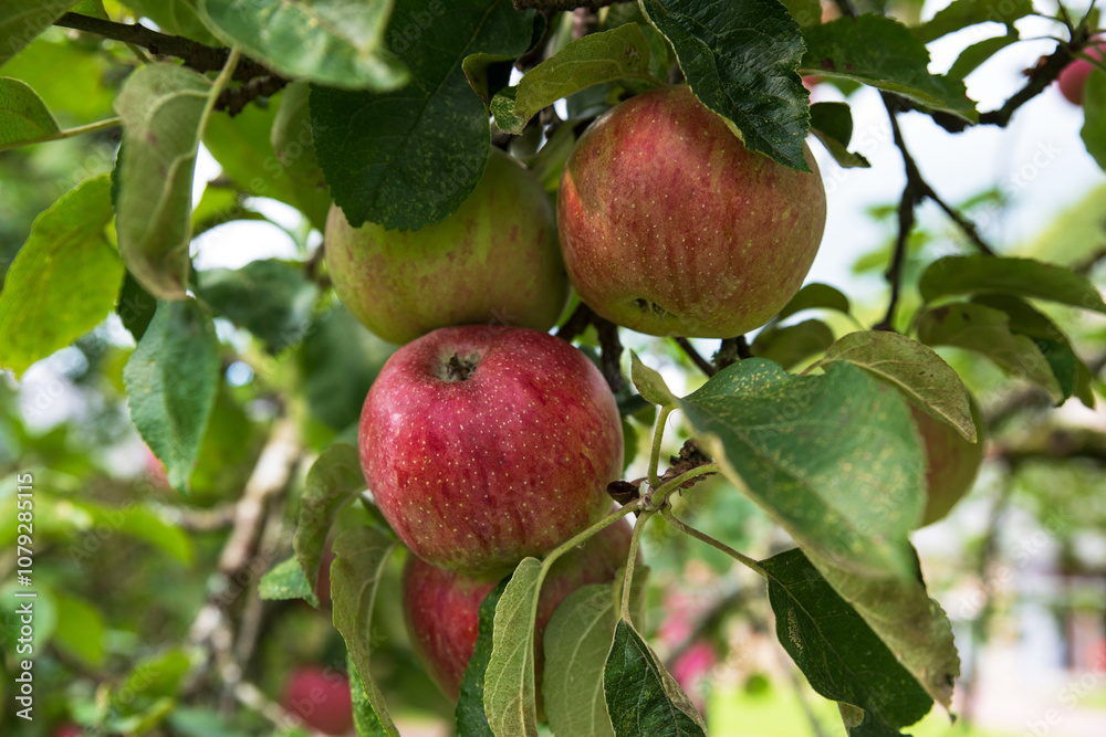Close-up of red apples on a tree in a garden Close-up of red apples on a tree in a garden
